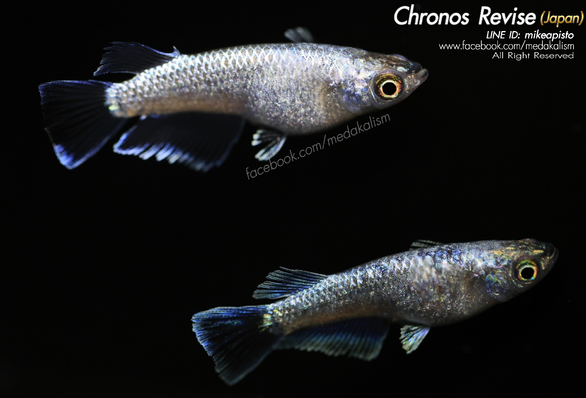   Chronos Revise (JAPAN) 1 pair