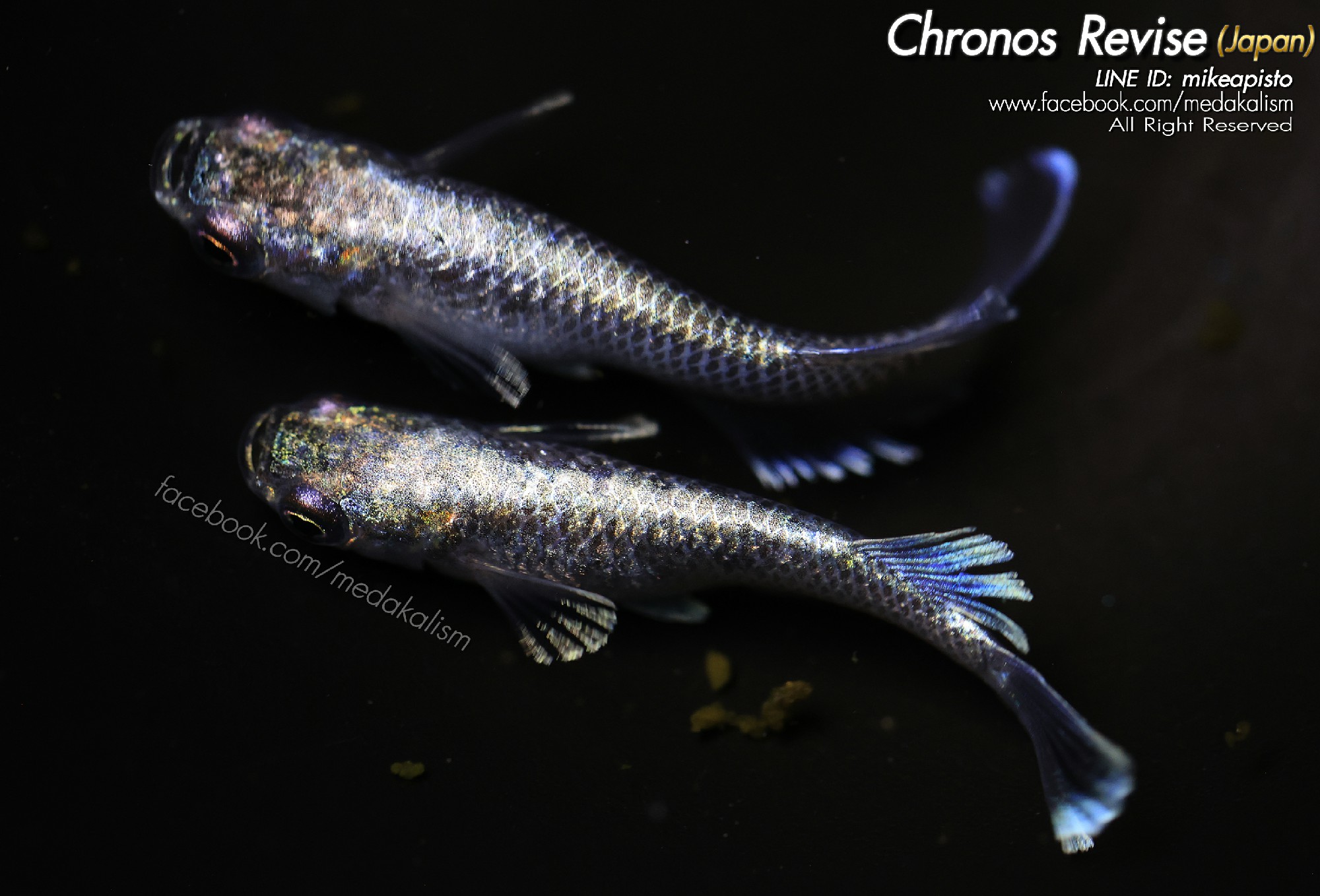   Chronos Revise (JAPAN) 1 pair