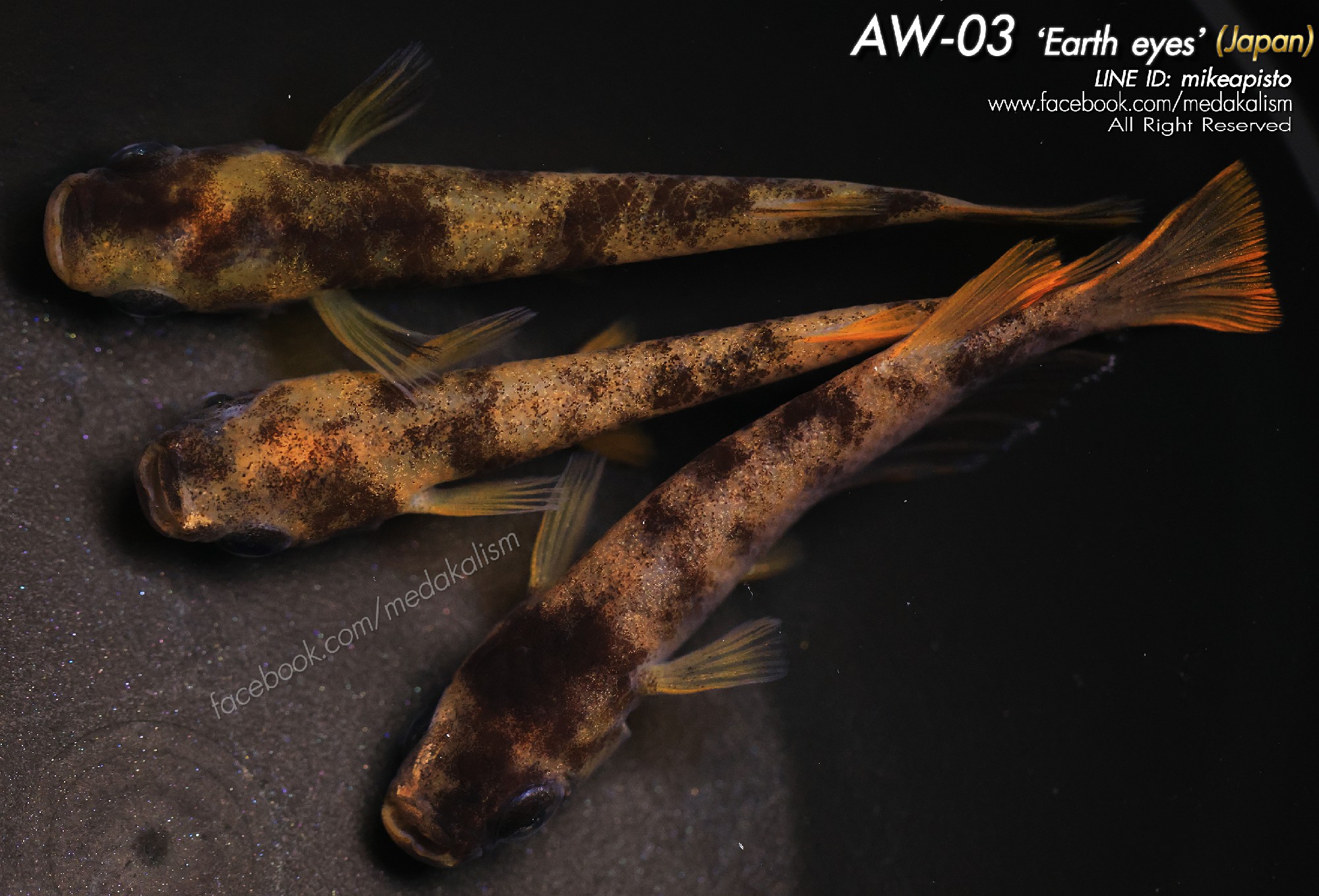 AW-03 'Earth eyes' (JAPAN) 1 trio
