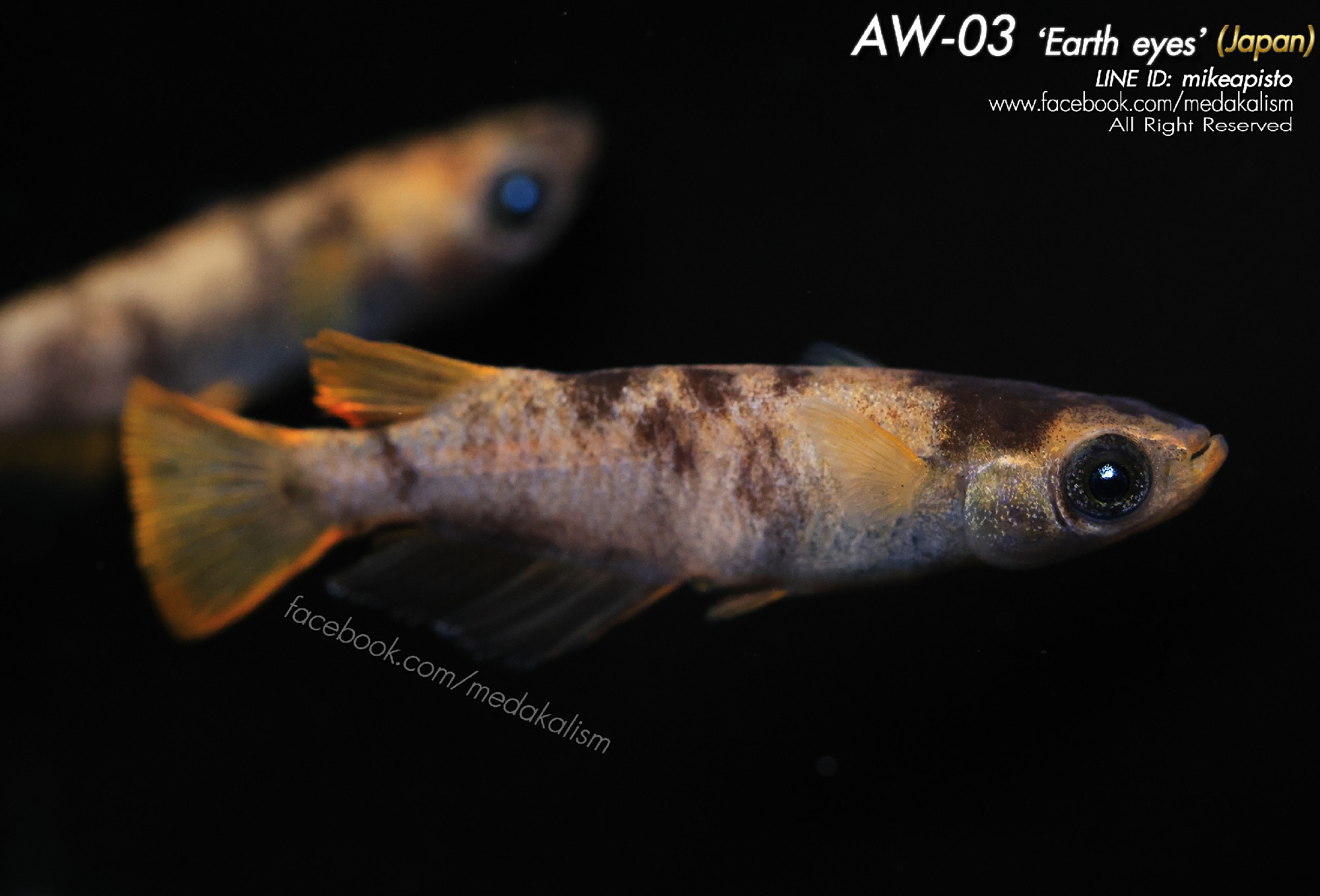 AW-03 'Earth eyes' (JAPAN) 1 trio