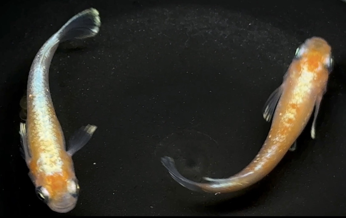  Princess Diana Red&White (JAPAN) 1 Pair