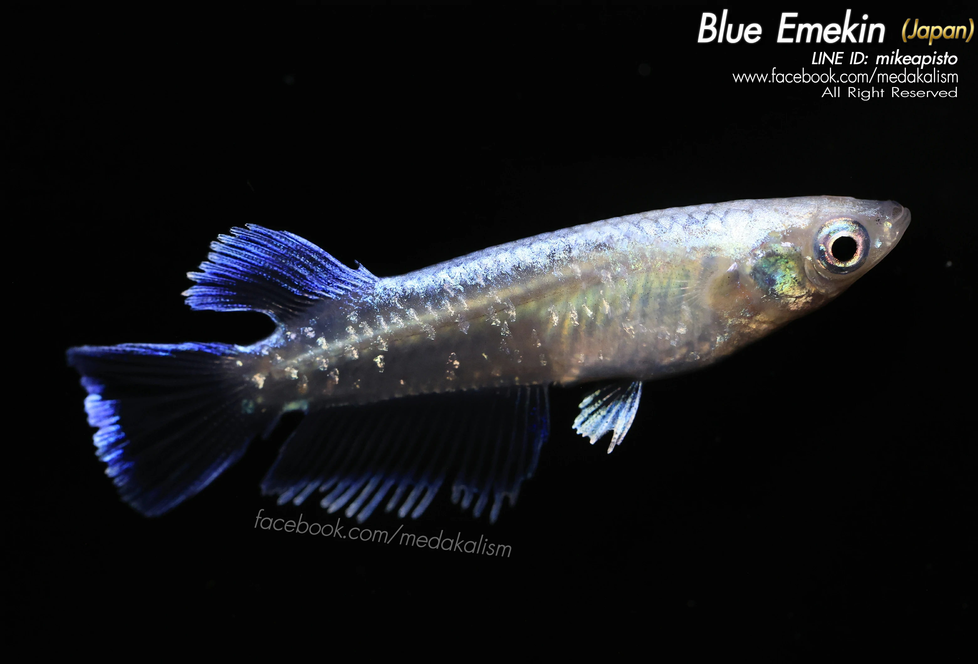  Blue Emekin 'Wide fin' (JAPAN) 1Male 2Females