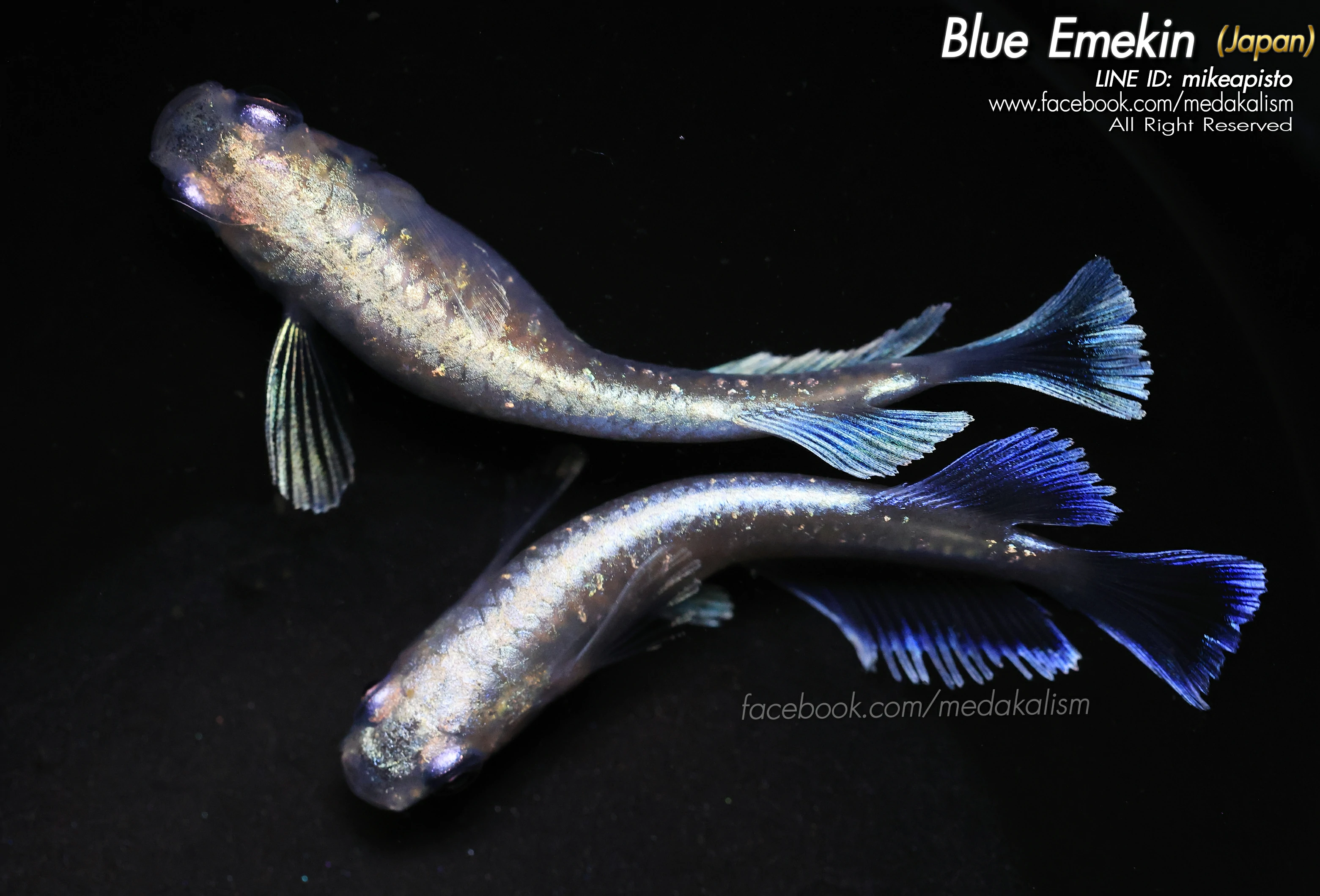  Blue Emekin 'Wide fin' (JAPAN) 1Male 2Females