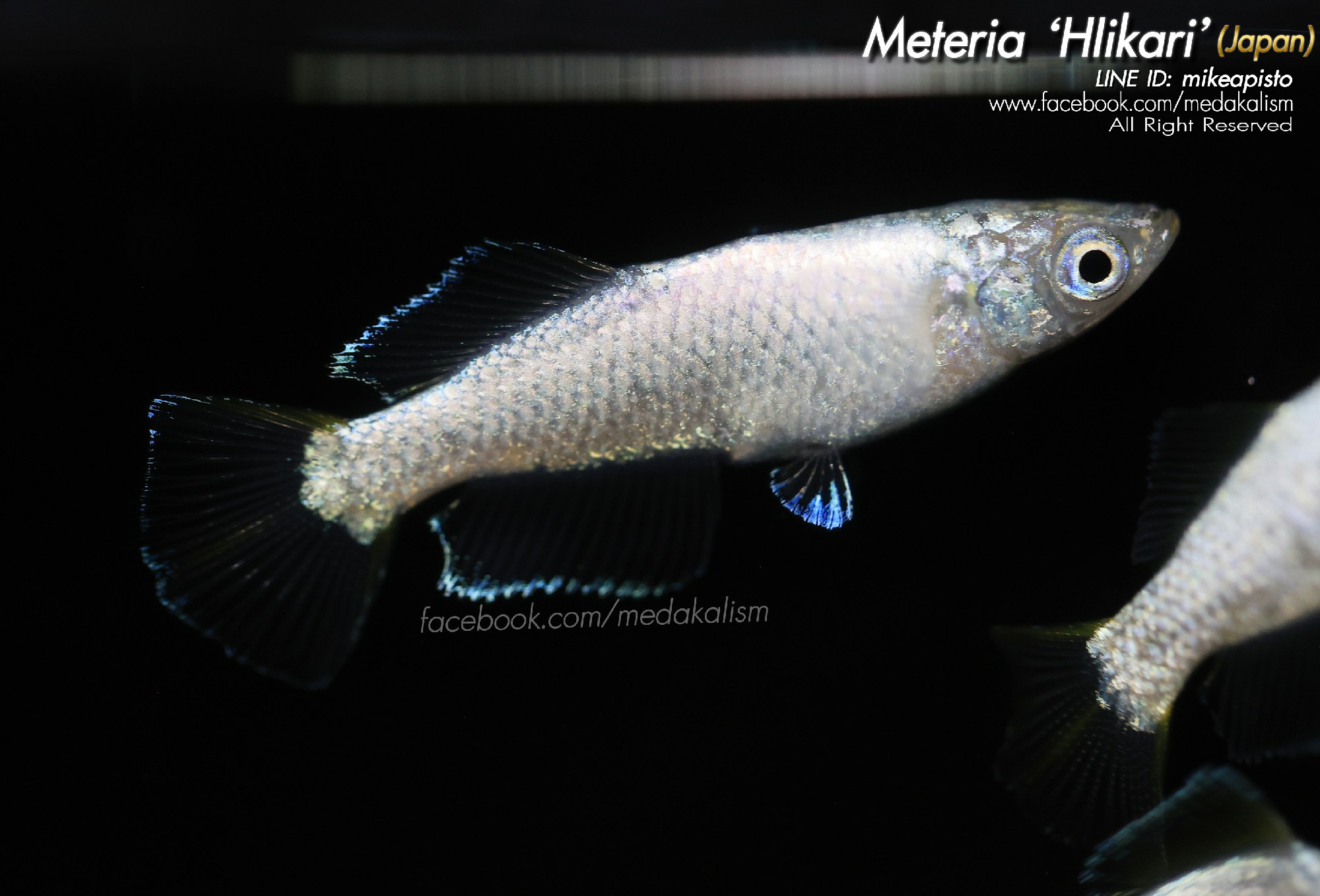   Materia 'Hikari'   (JAPAN) 1 trio