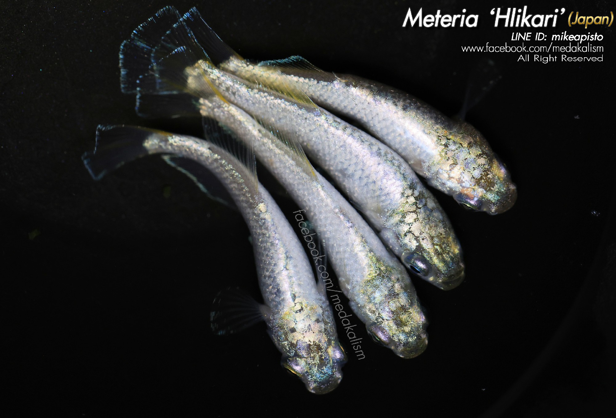   Materia 'Hikari'   (JAPAN) 1 trio