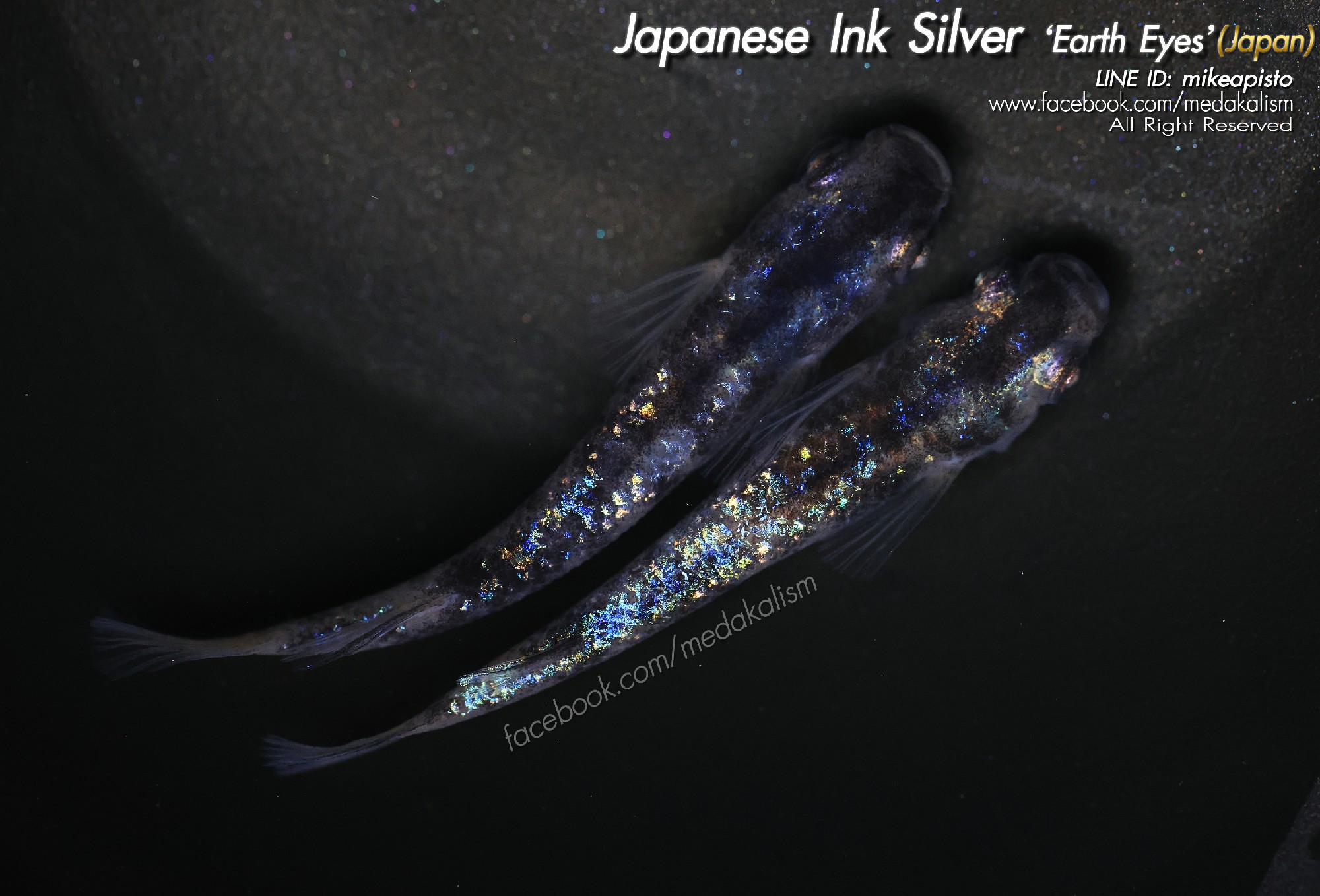   Japanese Ink Silver 'Earth eyes' (JAPAN) 1 Pair