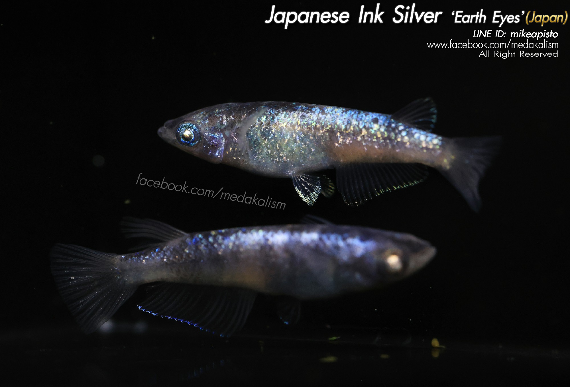   Japanese Ink Silver 'Earth eyes' (JAPAN) 1 Pair