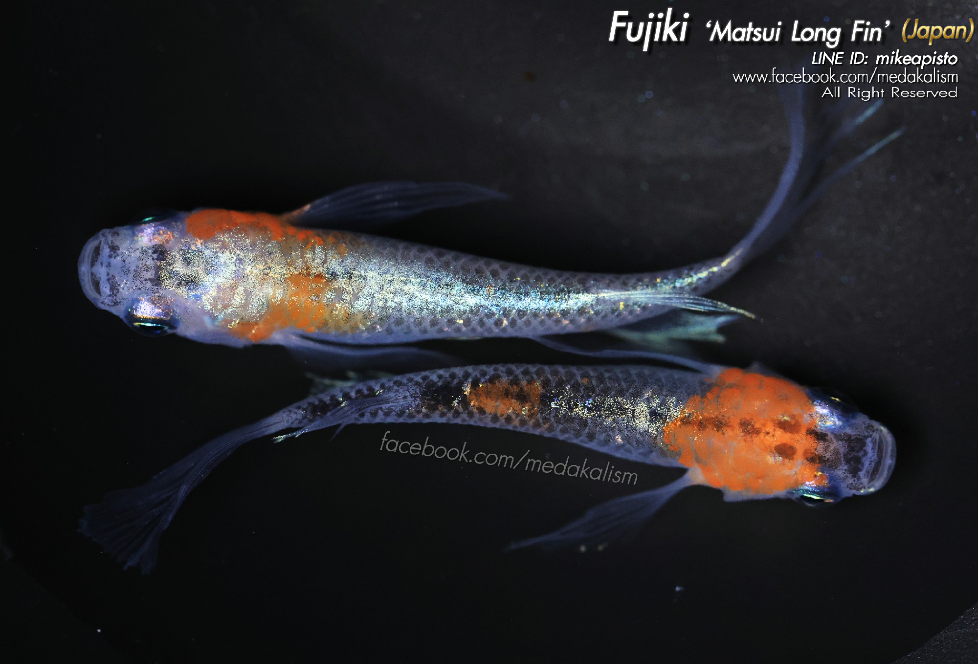  Fujiki 'Matsui long fin' (JAPAN) 1 Pair