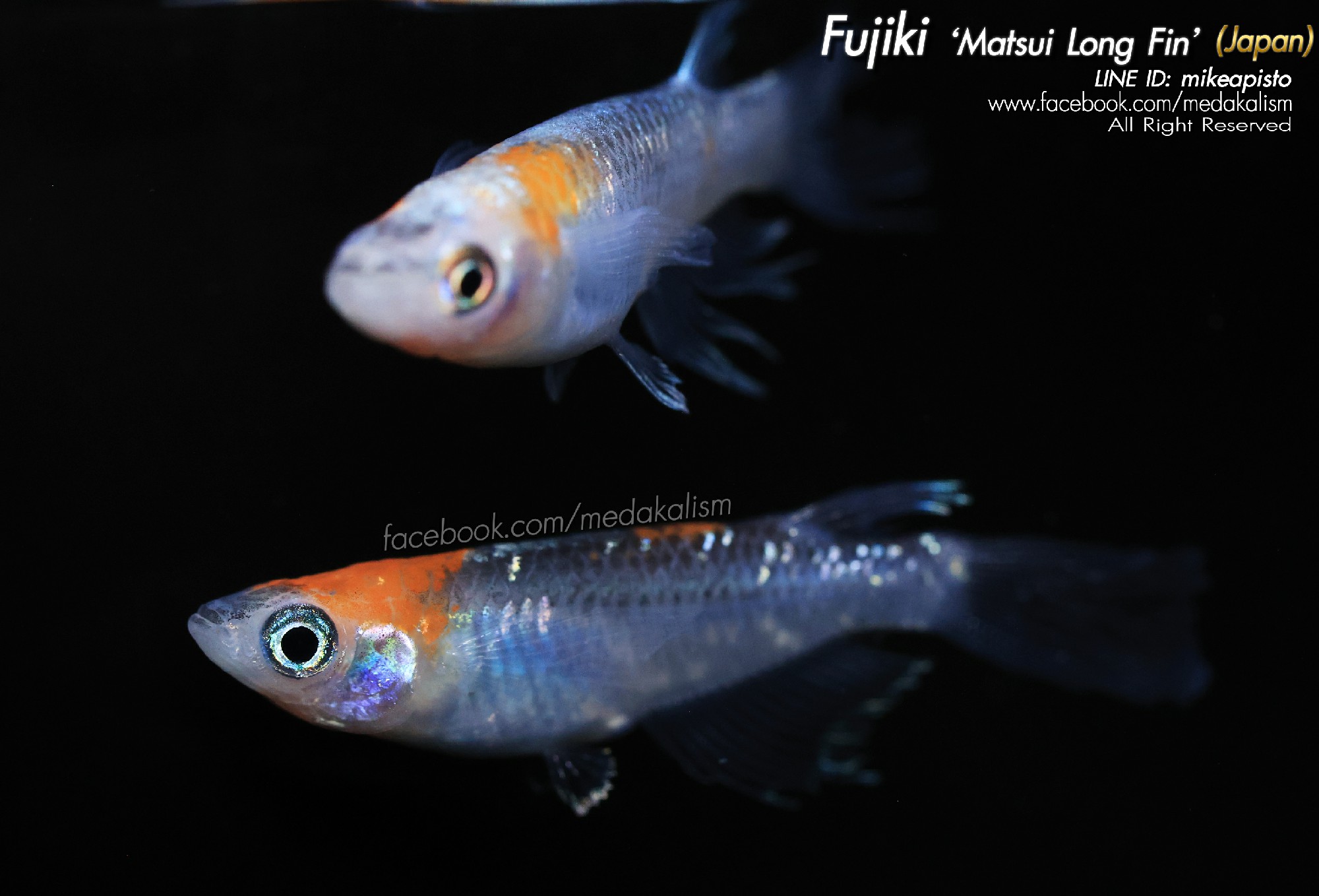  Fujiki 'Matsui long fin' (JAPAN) 1 Pair