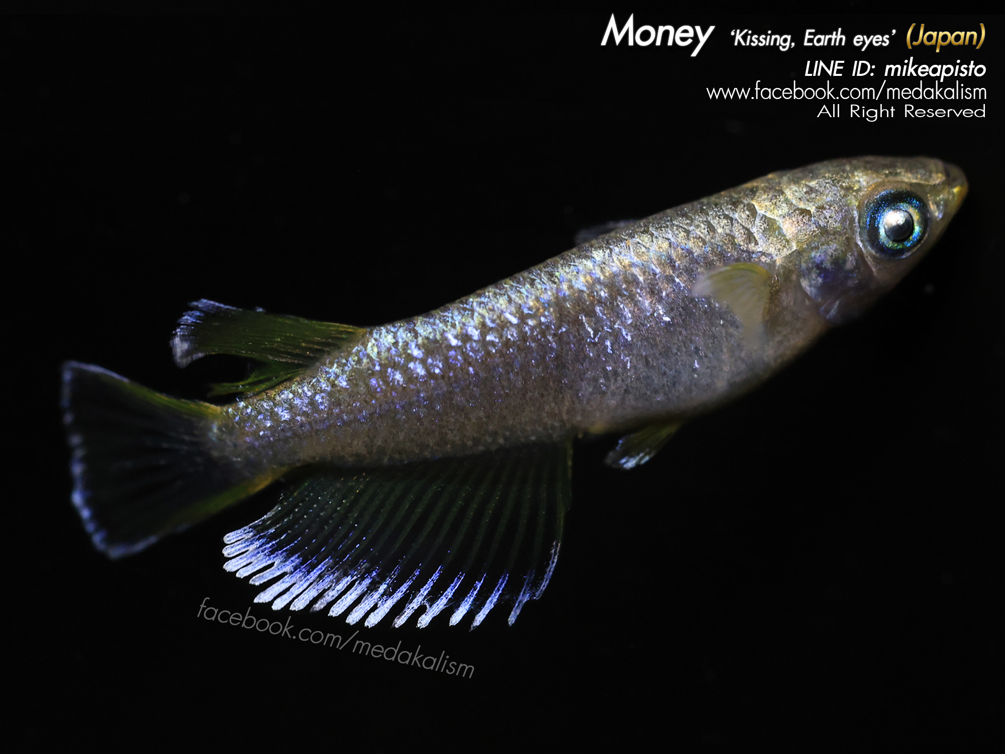    Money 'Kissing Wide fin, Earth eyes' (マネー)