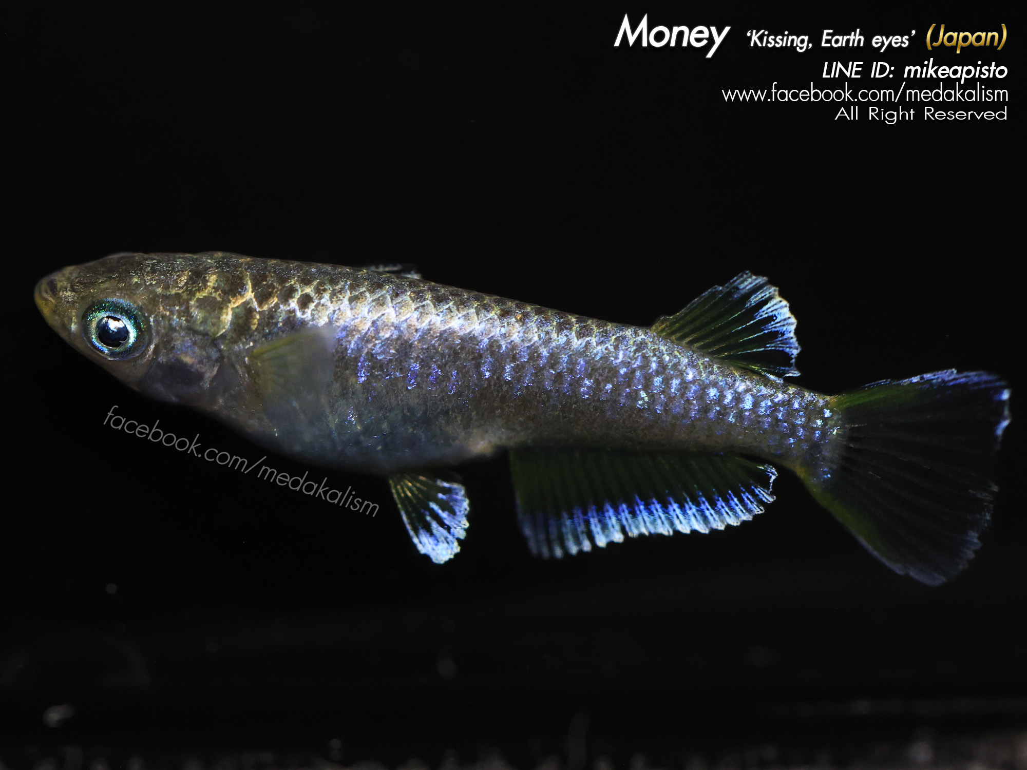    Money 'Kissing Wide fin, Earth eyes' (マネー)