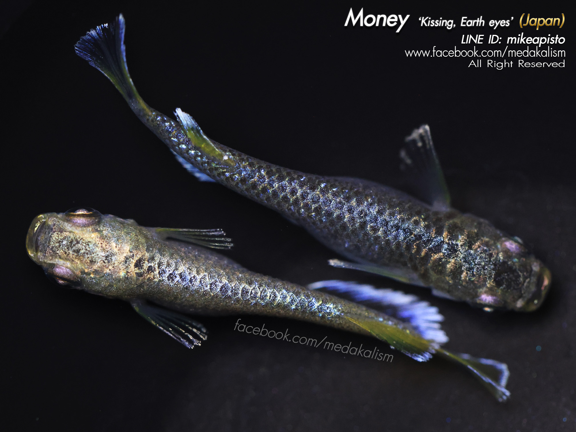    Money 'Kissing Wide fin, Earth eyes' (マネー)