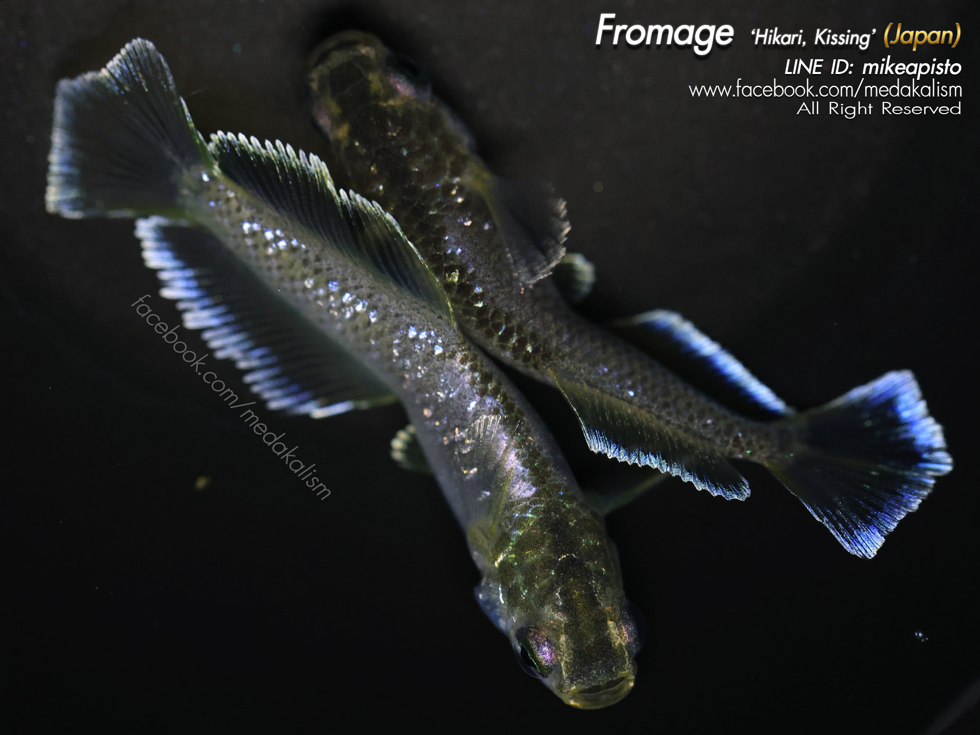    Fromage 'Hikari, Kissing' (フロマージュキス光体型)