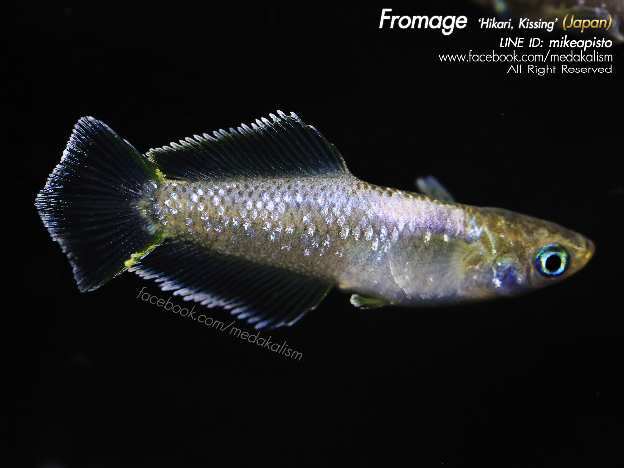    Fromage 'Hikari, Kissing' (フロマージュキス光体型)