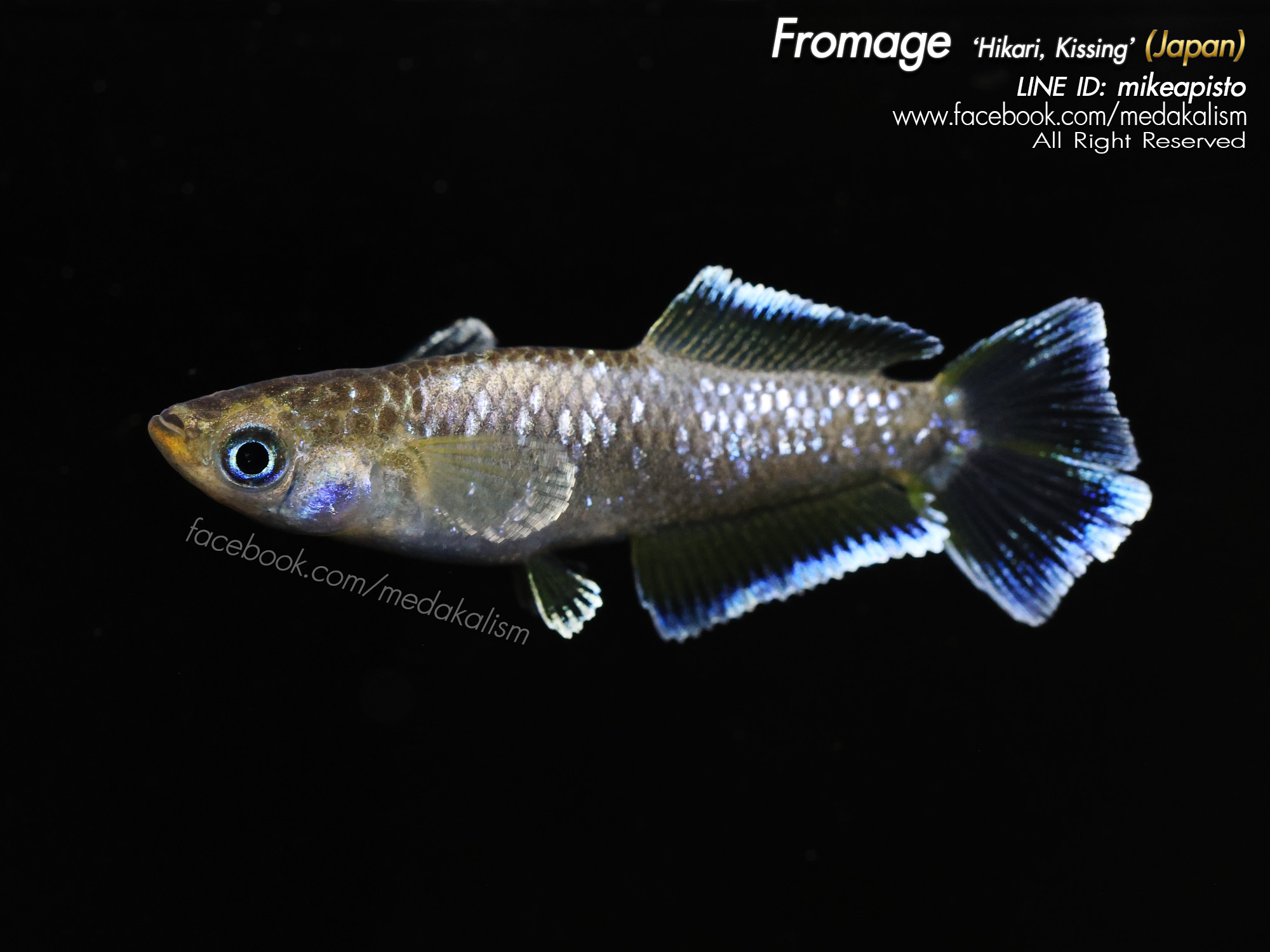    Fromage 'Hikari, Kissing' (フロマージュキス光体型)