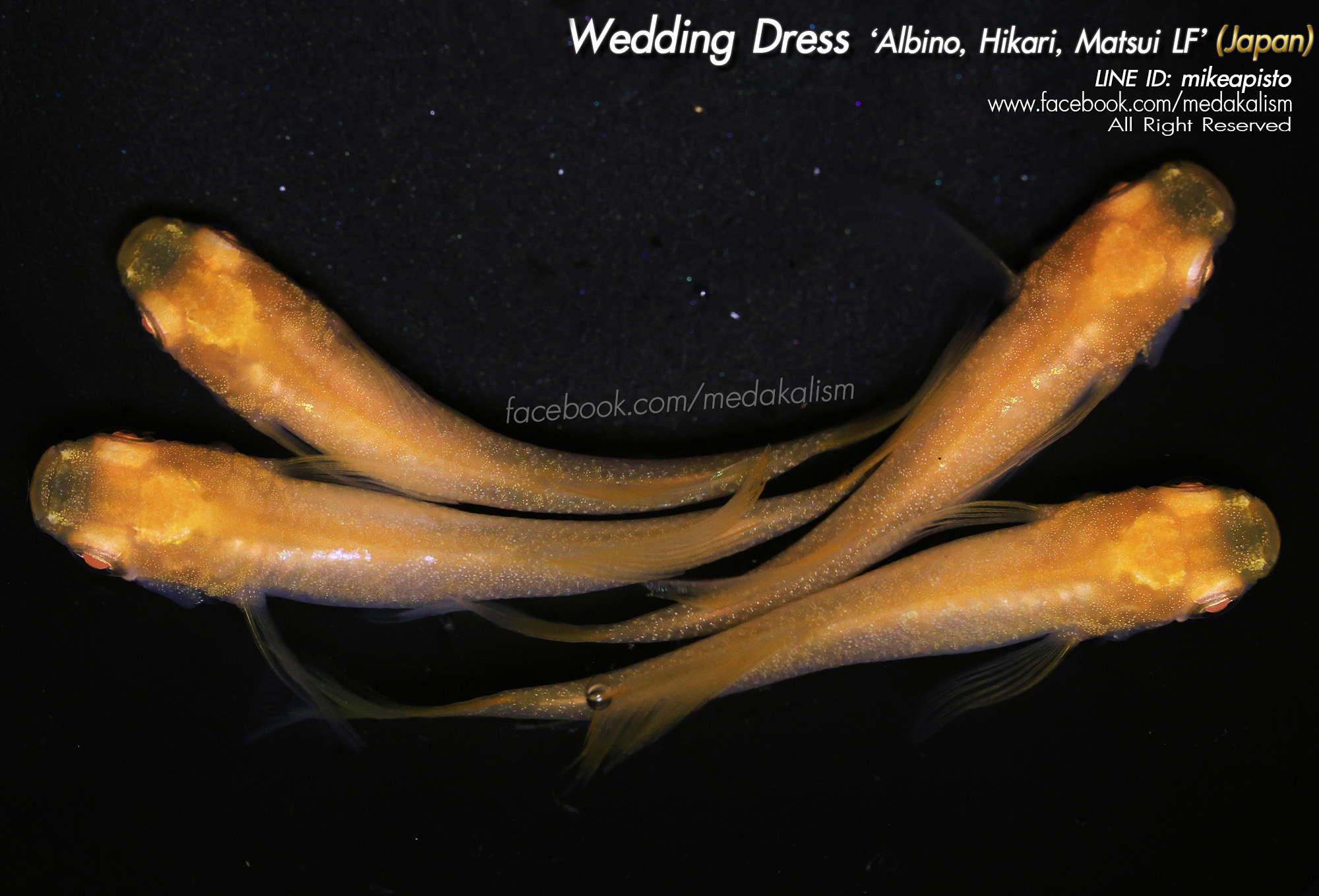    Wedding Dress 'Albino, Hikari, Matsui LF' (ウェディングドレス)