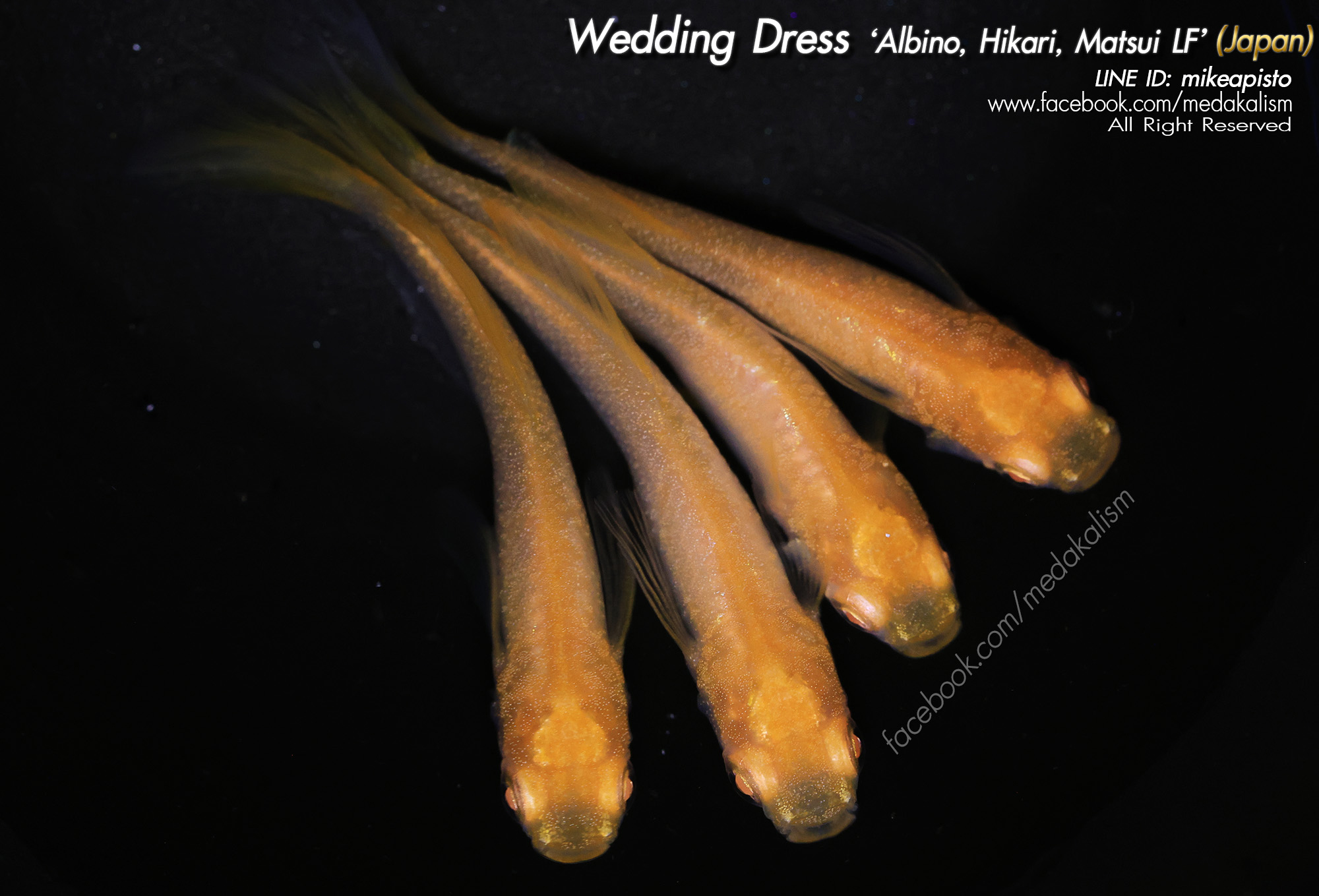    Wedding Dress 'Albino, Hikari, Matsui LF' (ウェディングドレス)