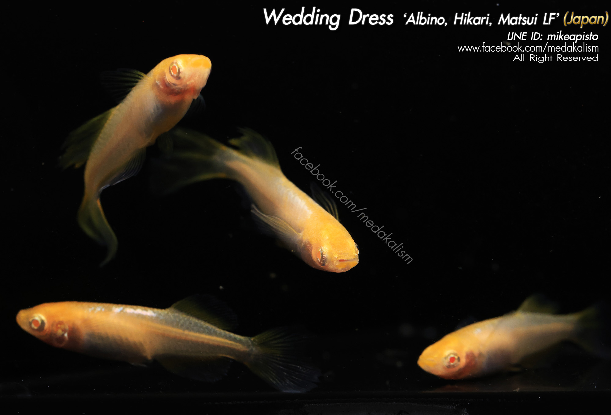    Wedding Dress 'Albino, Hikari, Matsui LF' (ウェディングドレス)