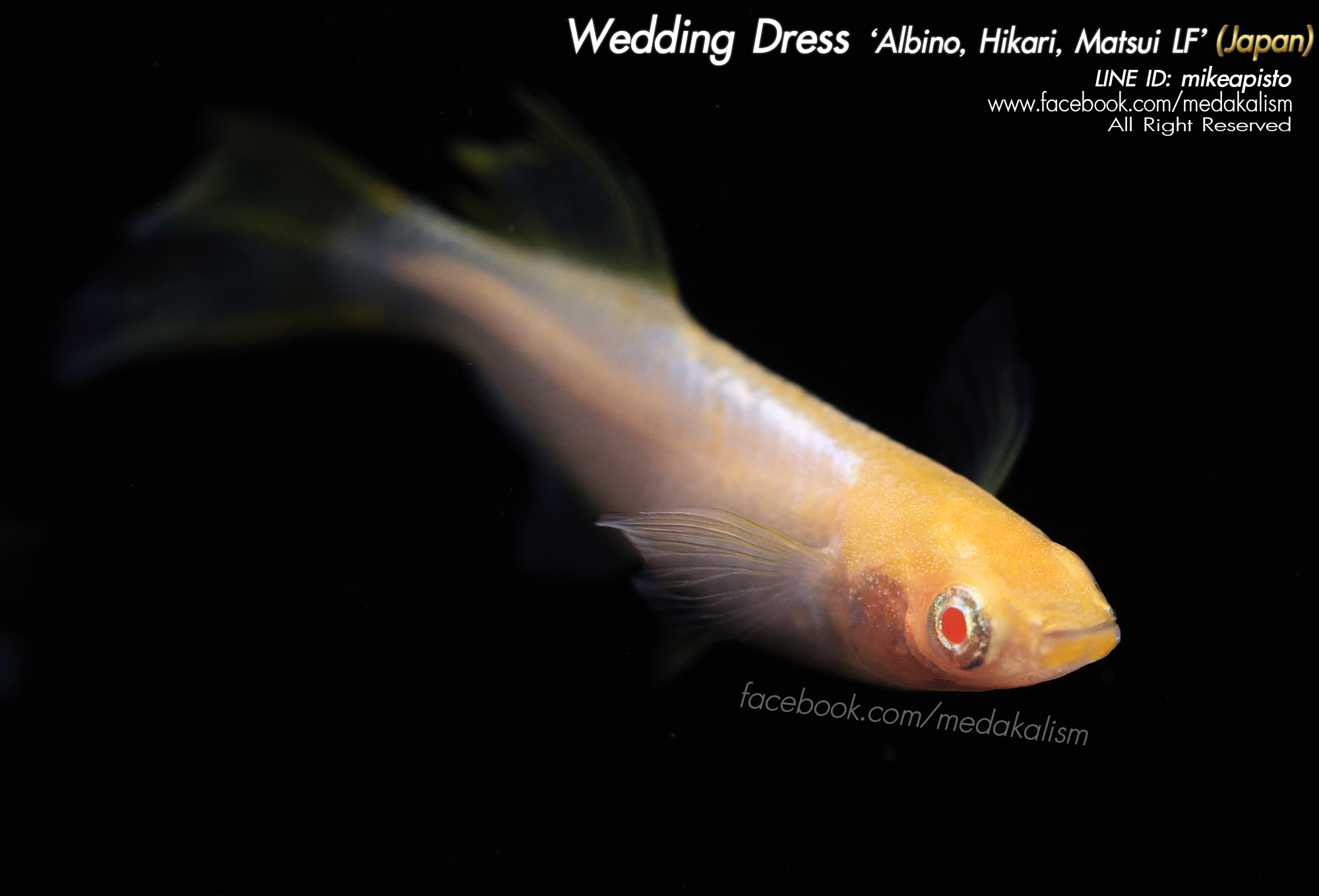    Wedding Dress 'Albino, Hikari, Matsui LF' (ウェディングドレス)