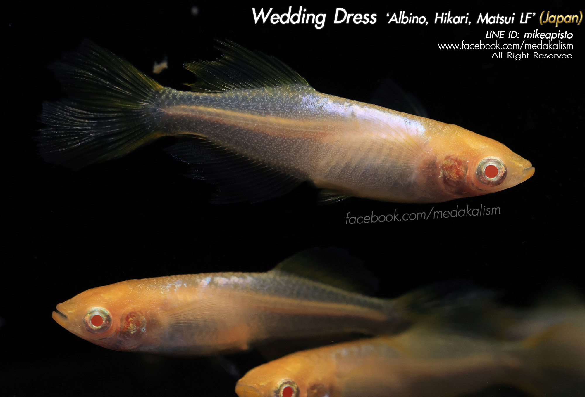    Wedding Dress 'Albino, Hikari, Matsui LF' (ウェディングドレス)