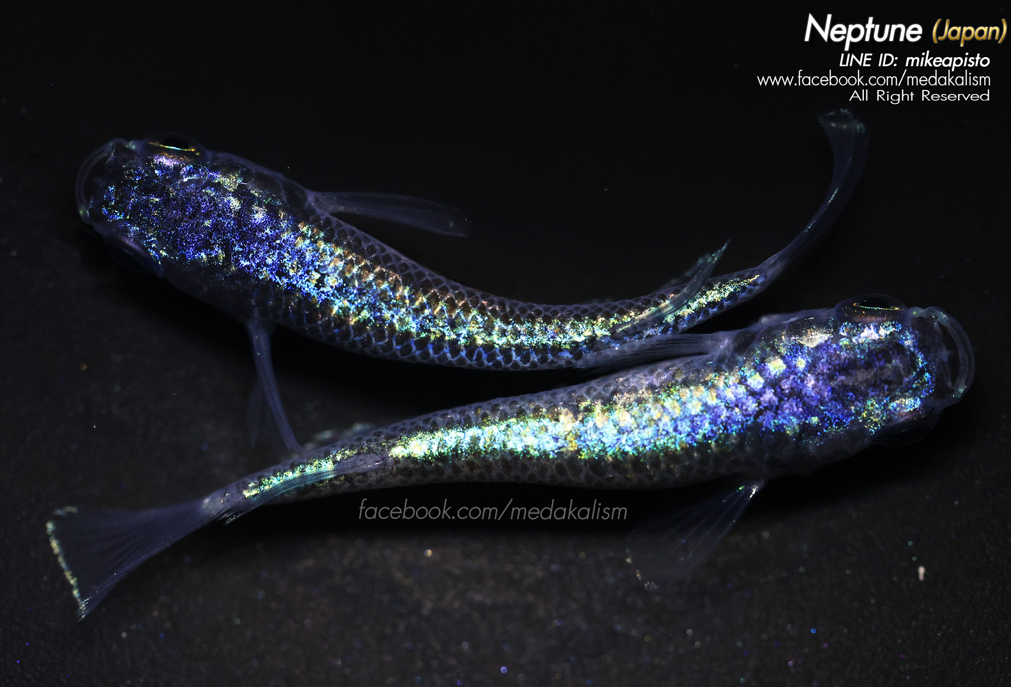    Neptune (ネプチューン)