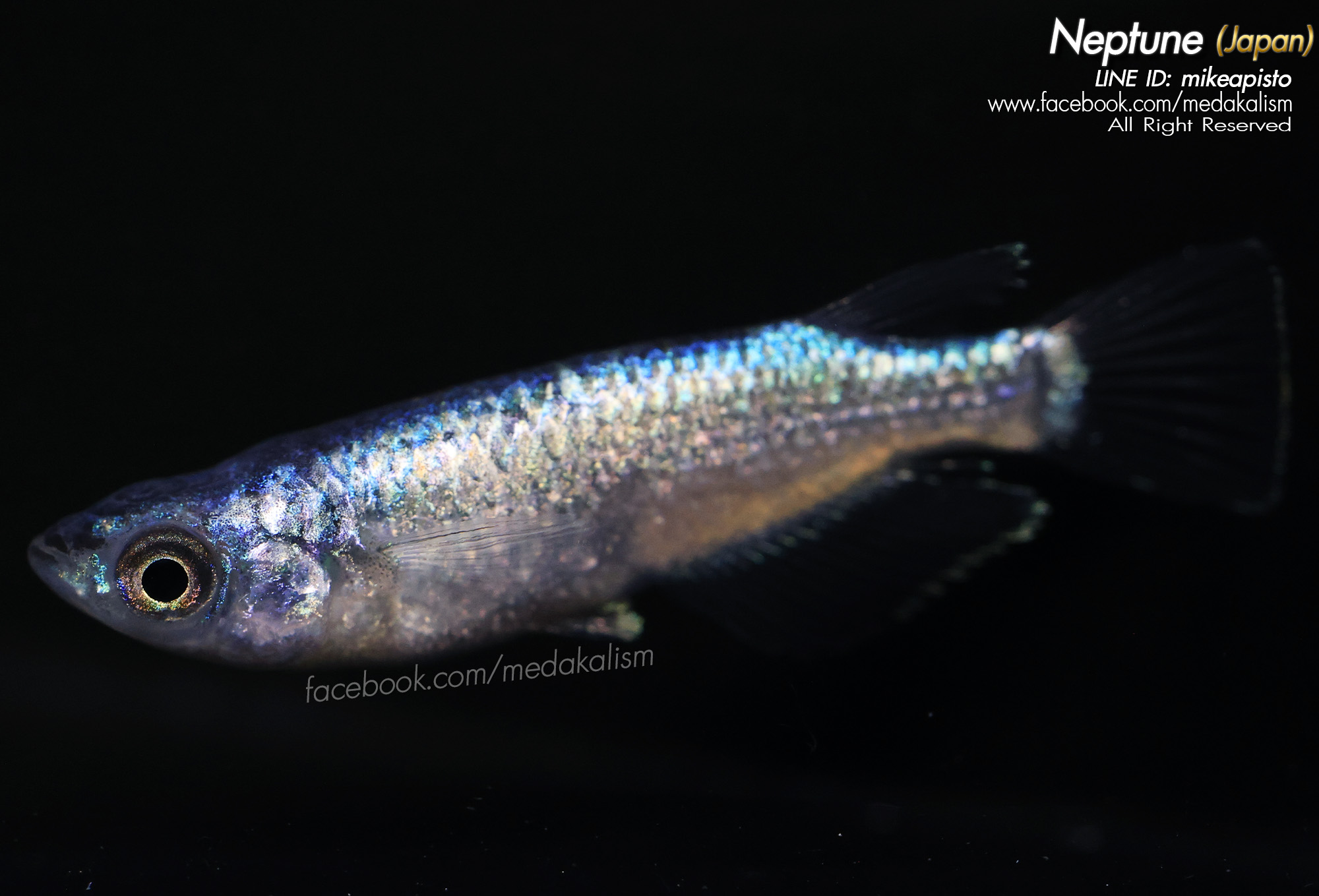    Neptune (ネプチューン)