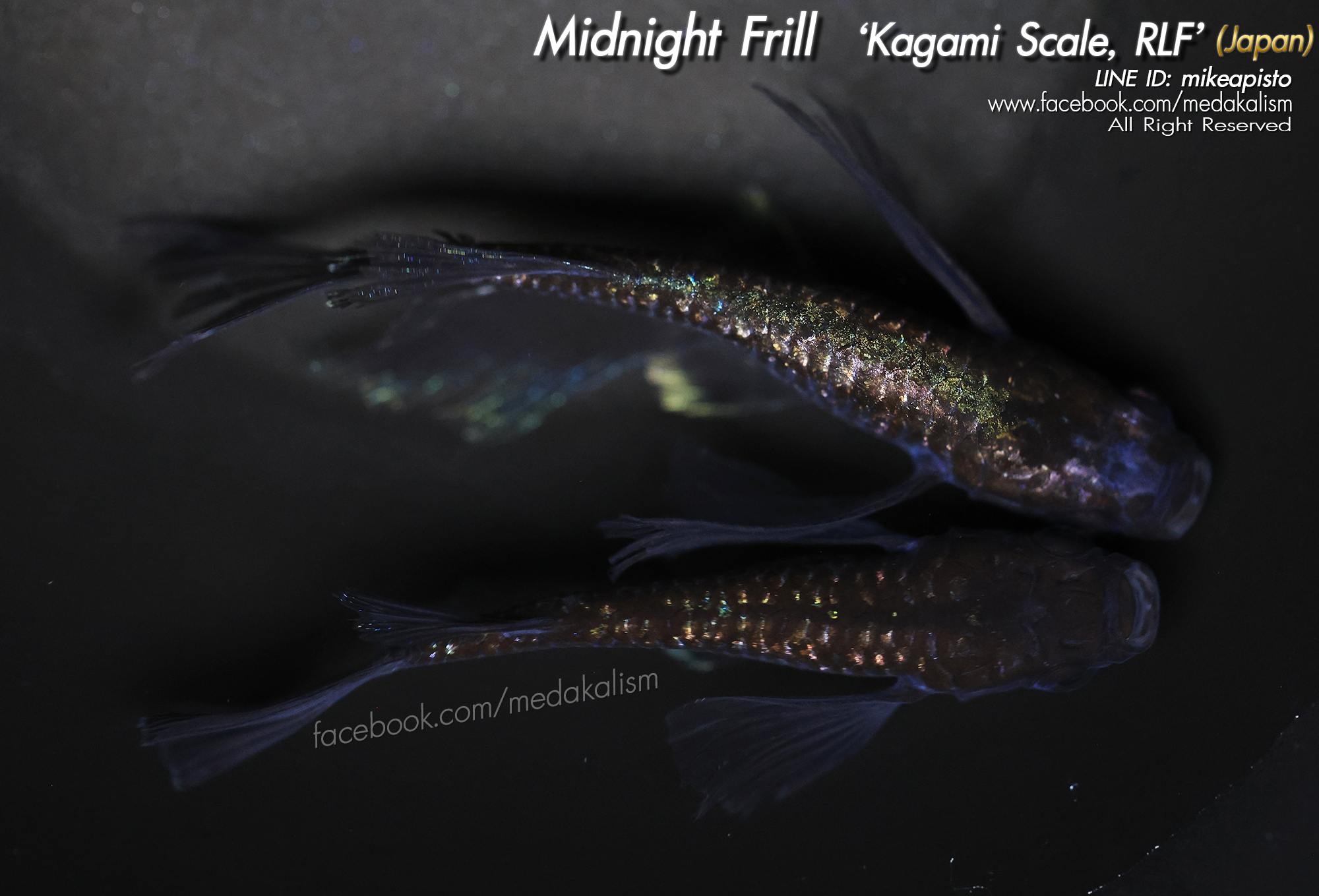     Midnight Frill Kagami Scale 'RLF, EE' (ミッドナイトフリル系カガミ鱗リアルロ)