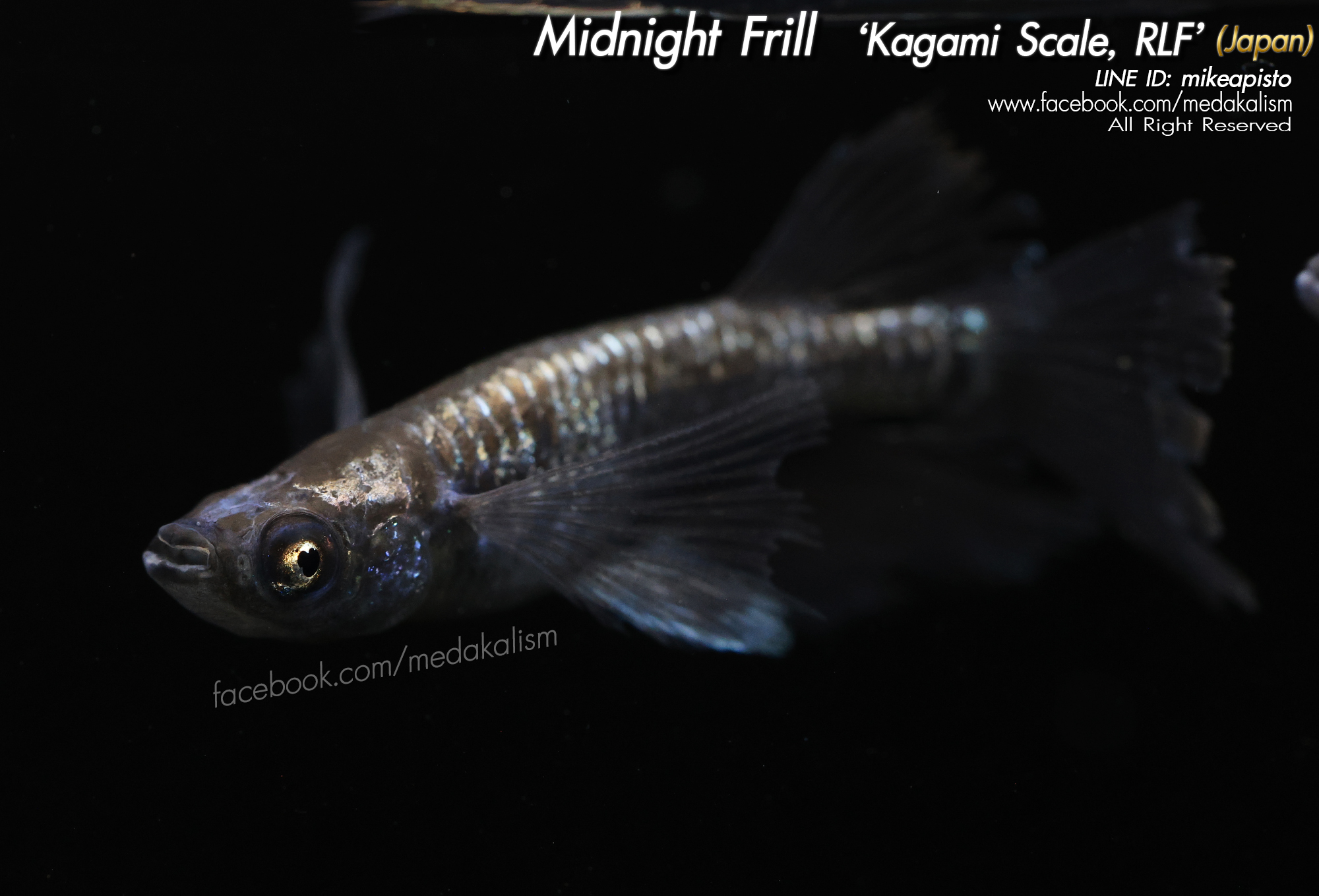     Midnight Frill Kagami Scale 'RLF, EE' (ミッドナイトフリル系カガミ鱗リアルロ)