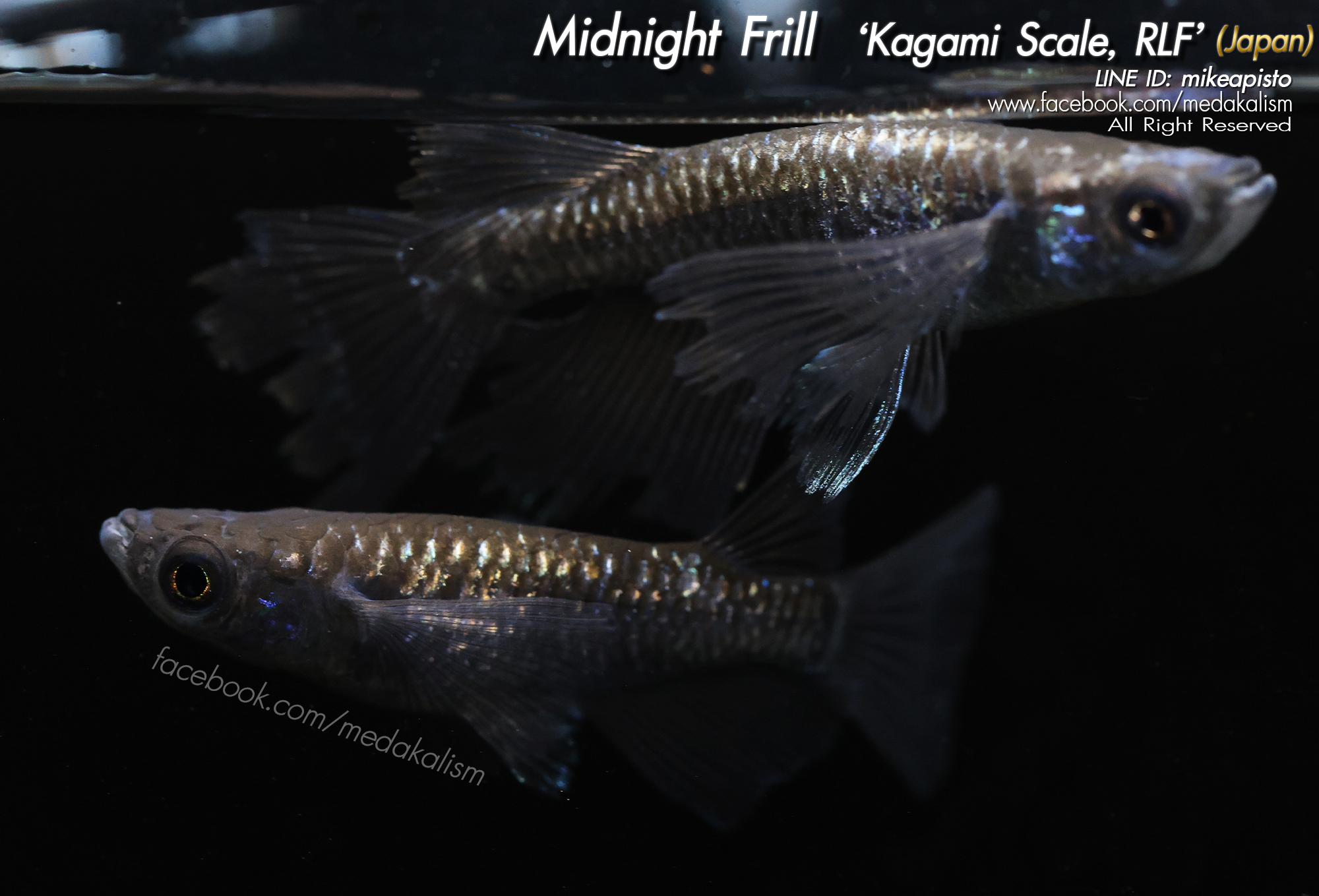     Midnight Frill Kagami Scale 'RLF, EE' (ミッドナイトフリル系カガミ鱗リアルロ)