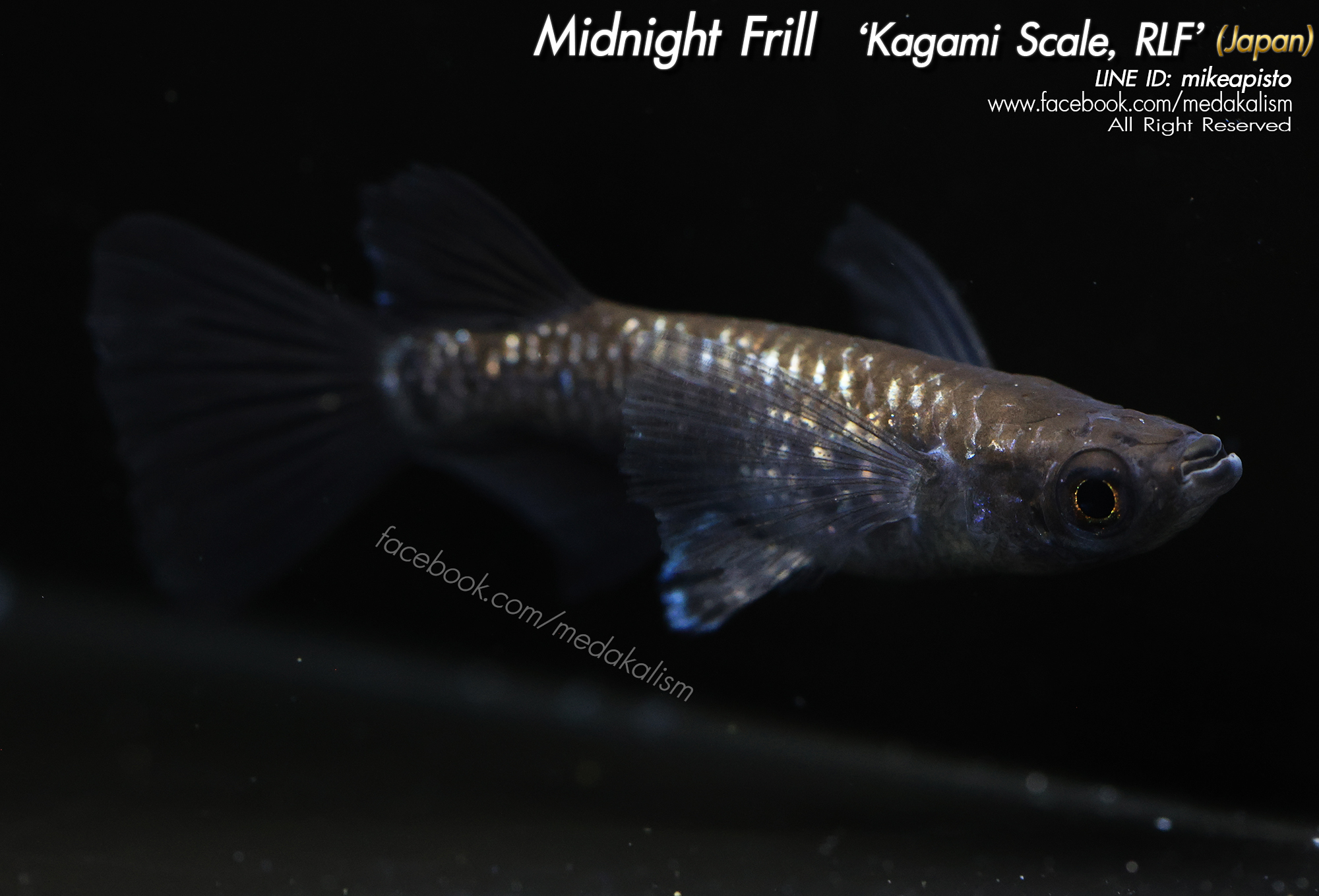     Midnight Frill Kagami Scale 'RLF, EE' (ミッドナイトフリル系カガミ鱗リアルロ)