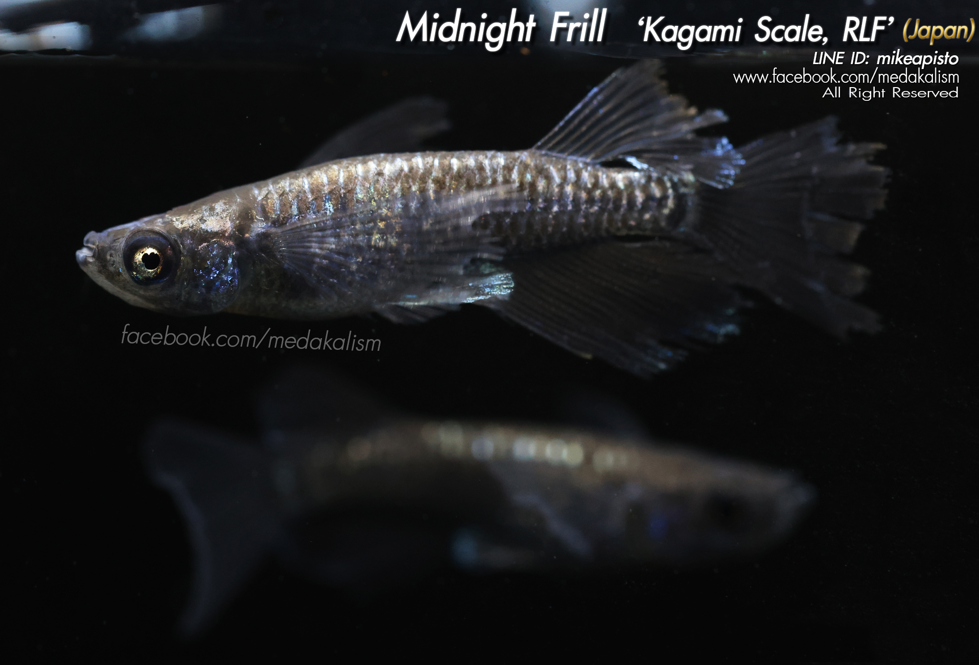     Midnight Frill Kagami Scale 'RLF, EE' (ミッドナイトフリル系カガミ鱗リアルロ)