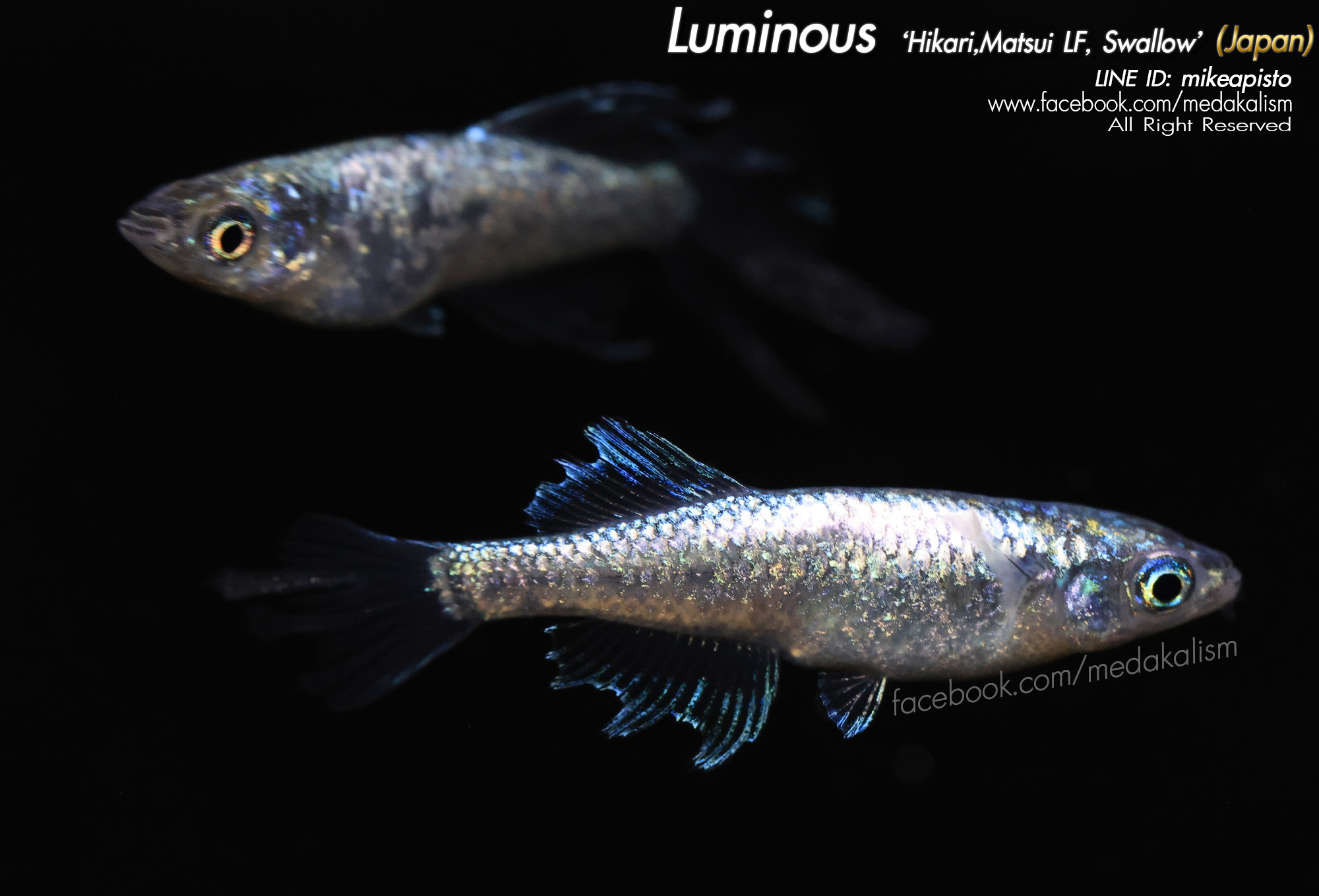    Luminous 'Hikari, Matsui longfin,Swallow (ルミナ光体型ヒ)
