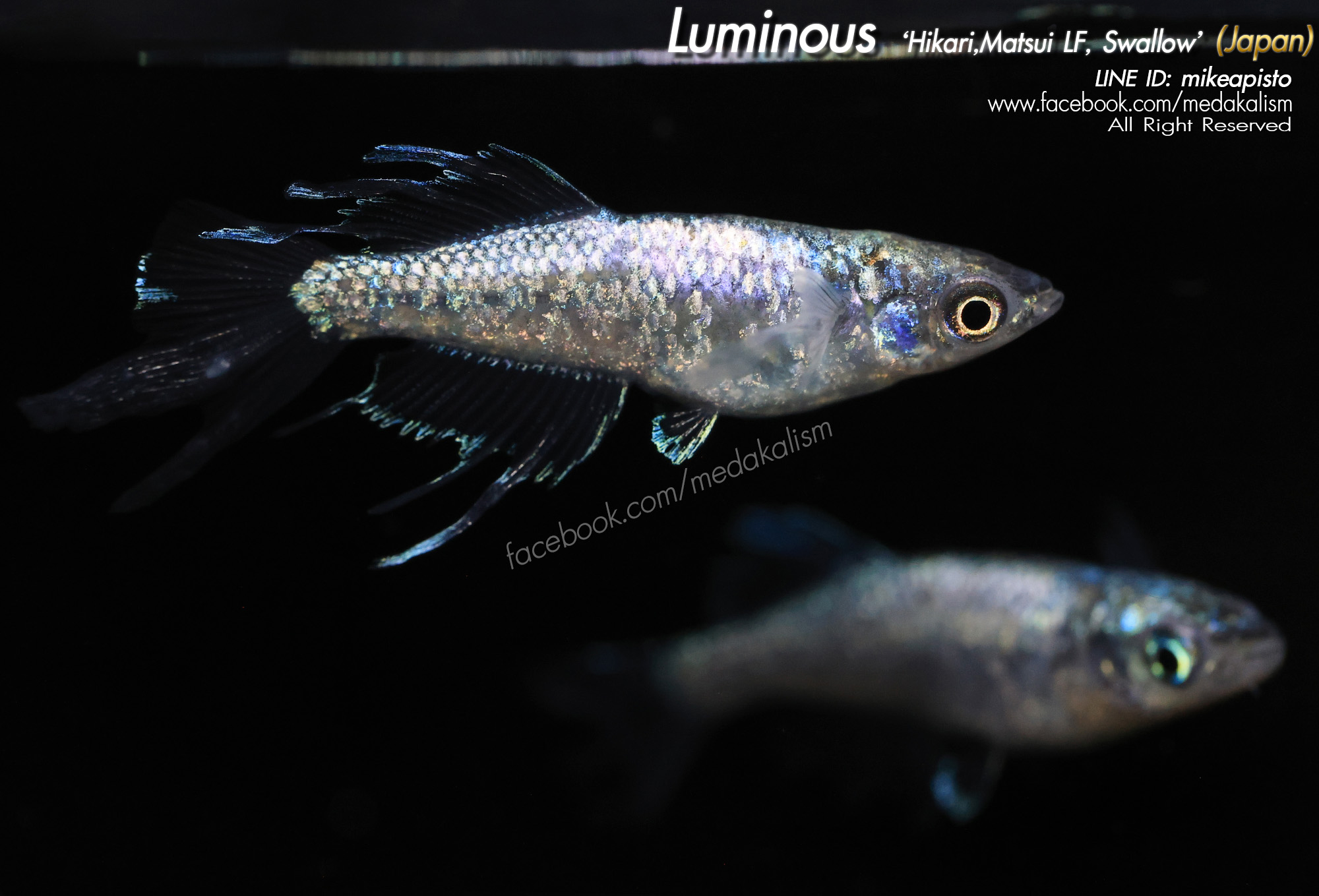    Luminous 'Hikari, Matsui longfin,Swallow (ルミナ光体型ヒ)