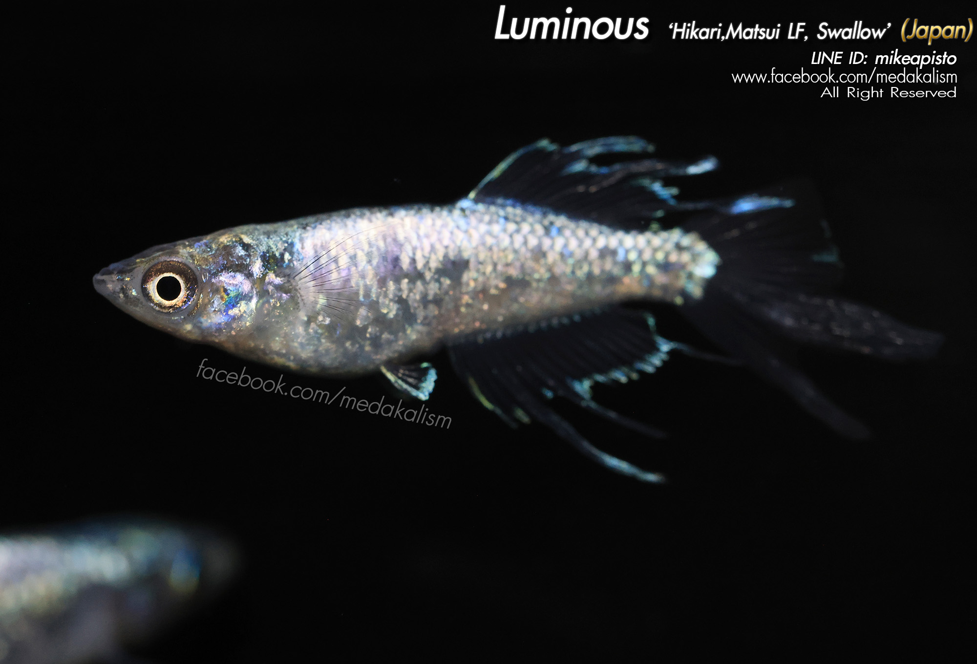    Luminous 'Hikari, Matsui longfin,Swallow (ルミナ光体型ヒ)