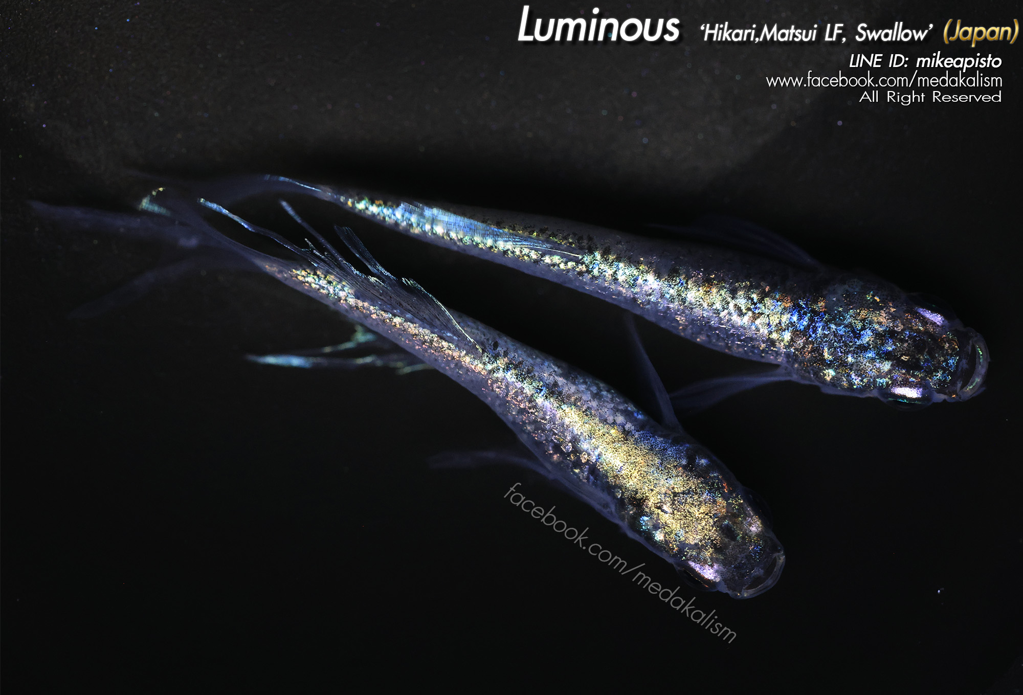   Luminous 'Hikari, Matsui longfin,Swallow (ルミナ光体型ヒ)