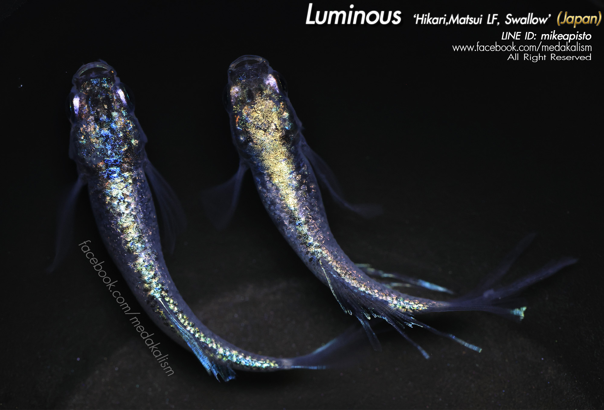   Luminous 'Hikari, Matsui longfin,Swallow (ルミナ光体型ヒ)