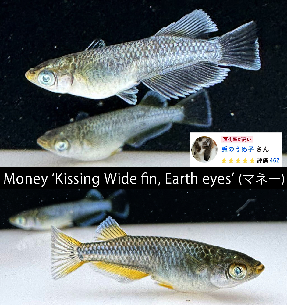    Money 'Kissing Wide fin, Earth eyes' (マネー)