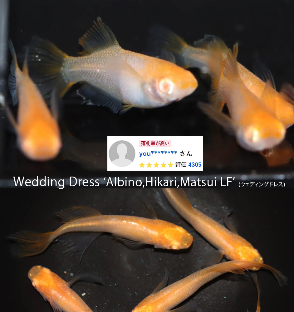    Wedding Dress 'Albino, Hikari, Matsui LF' (ウェディングドレス)